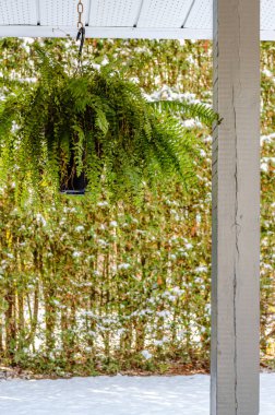 Boston Fern 'i verandaya asmak ve arka planda taze karlar.