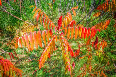 Staghorn Sumac 'ın renkli yapraklarının radikal dalları yeşil çalılıklara değiyor.