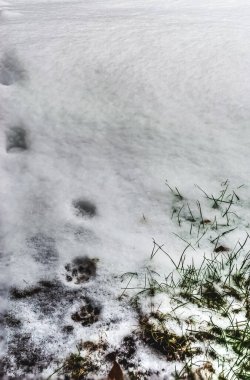 Taze kedi izleri, çimenli bir arka bahçede karda kayboluyor.,