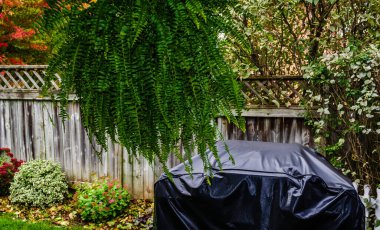 Boston Fern 'e yakın çekim. Arka planda barbekü örtüsü, konut çiti ve sonbahar yaprakları var..