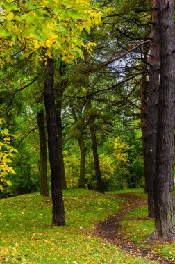 Sonbahar ormanlarında dolambaçlı bir patika