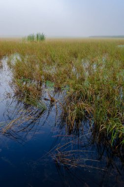 Mavi Su, sabahın erken saatlerinde çimenli bir bataklığa doğru ilerliyor.