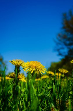 Mavi gökyüzüne karşı karahindibaların zemin kattaki yakın görüntüsü.