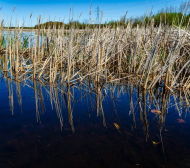 Kuru boğa sürüleri ve onların mavi sudaki yansımaları. Arka planda uzak kıyılar var.