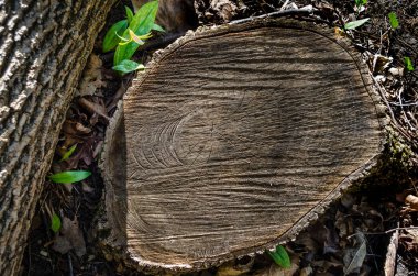 Sarı Alabalık Lilly / Köpek Diş Voleti (Erythronium Pagoda) ağaç kütüğünün yanında çiçek açıyor ve ağaç kütüğü kesiyor