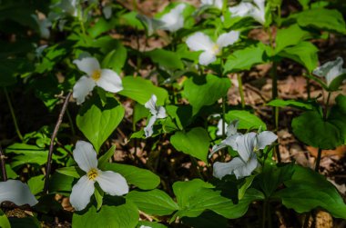 İlkbaharın yakın çekimi Ormanın zemininde tepede bir güneşle aydınlanan beyaz trilyonlar
