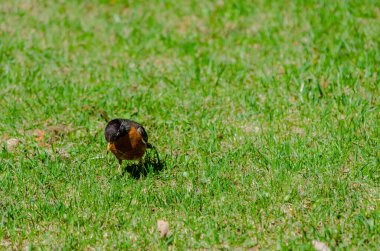 Amerikalı Robin bahar çimlerinde yemek arıyor.