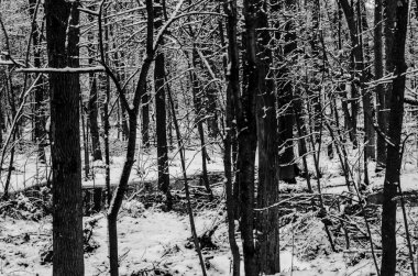 Kar ormanı siyah beyaz kaplamış, ön planda küçük bir yansıtıcı gölet var.