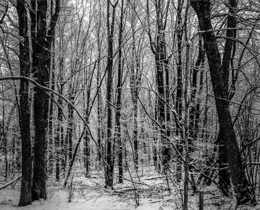 Siyah & beyaz karlı orman