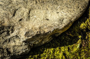 Sörften eskimiş kayalar ve yeşil yosunlar üzerinde uç
