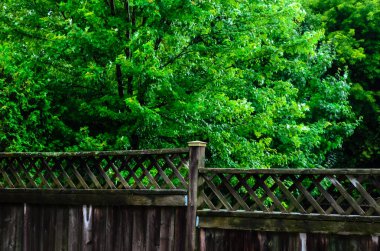 Parlak, yağmurlu akçaağaçlar yaz yağmurundan sonra özel bir çitin arkasında