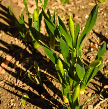 Çiçek öncesi nergisler bahçede yıkanır altın güneş altında..