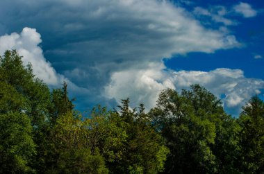Ormanda yeşil ağaçlar.