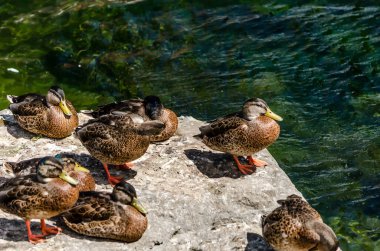 Genç Mallard büyük bir kayanın üzerinde güneşleniyor.