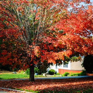 Güneşli bir sabahta, yapraklarla çevrili bir çimenlikte kırmızı yapraklı akçaağaç..