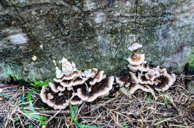 Yaşlı bir ağaç kütüğünün kenarındaki küçük mantarların üst manzarası..