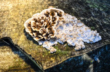 Yakından bakınca, sabahın erken saatlerinde kesilen ağaç kütüğünde yetişen mantarın 3 / 4 'ü görünüyor..