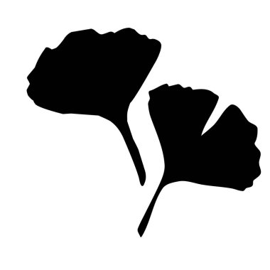 Tıbbi ginkgo biloba yaprağının beyaz arka planında el çizimi siyah renk vektör silueti. Vektör el çizimi, vintage ve rustik biçimler.