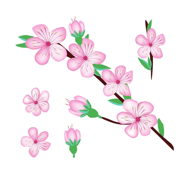 Sakura Fleur Fleur Cerisier Pour Conception Sufface — Image vectorielle