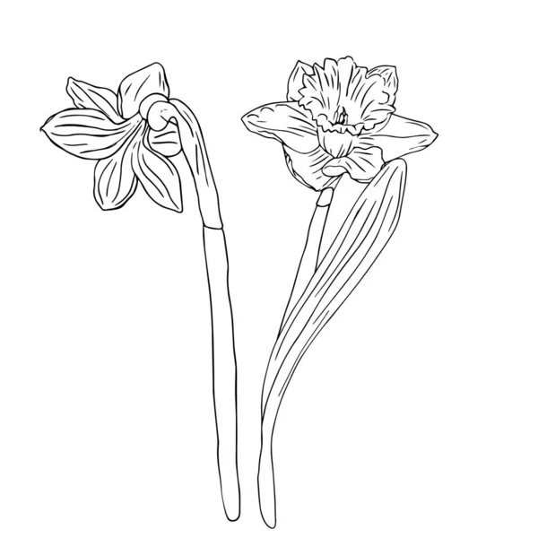 Весняна Лінія Квітка Мистецтва Ізольована Білому Тлі Великодній Дизайн Розмальовок — стоковий вектор