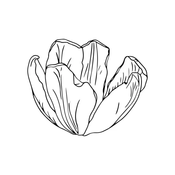 Printemps Ligne Fleur Art Isoler Sur Fond Blanc Conception Pâques — Image vectorielle