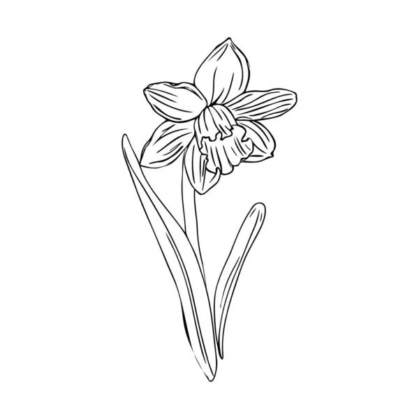 Frühling Linie Kunst Blume Isolieren Auf Weißem Hintergrund Ostern Design — Stockvektor