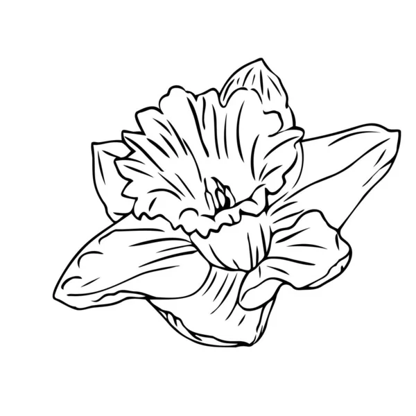 Νάρκισσος Κεφάλι Λουλούδι Ζωγραφισμένα Στο Χέρι Γραμμή Τέχνης Απομονώσει Λευκό — Διανυσματικό Αρχείο