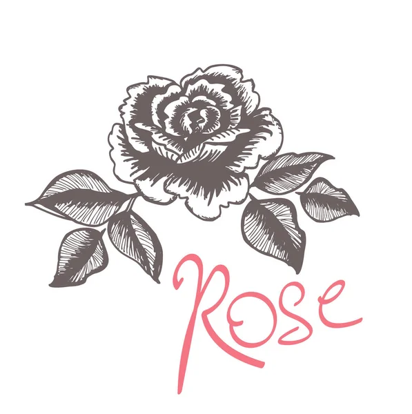 Motif Sans Couture Roses Pour Textile Fond Couleur Pastel — Image vectorielle