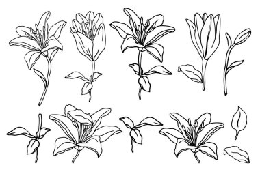 Lilly çiçek eli logo ya da dövme dizaynı için çizilmiş.