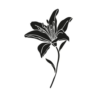 Lily çiçek el çizimi tasarım, çiçek vektör ögesi beyaz arkaplanda izole