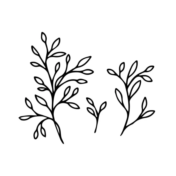 Folhas Simples Florais Design Linha Desenhada Mão Erva Casamento Folhas — Vetor de Stock