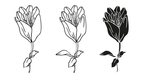 ロゴやタトゥーのデザインのために描かれたユリの花の手セット — ストックベクタ