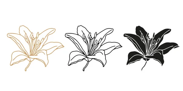 Квіткова Рука Ліллі Намальована Набір Дизайну Логотипу Або Татуювання — стоковий вектор
