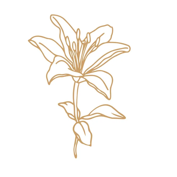 Лилия Цветок Рисунок Дизайн Цветочный Векторный Элемент Изолировать Белом Фоне — стоковый вектор