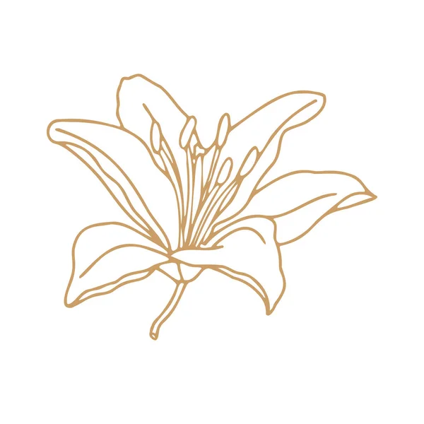 Лилия Цветок Рисунок Дизайн Цветочный Векторный Элемент Изолировать Белом Фоне — стоковый вектор