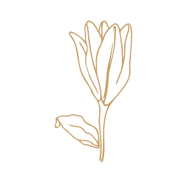 Lily Flor Desenho Desenhado Mão Elemento Vetorial Floral Isolado Fundo — Vetor de Stock
