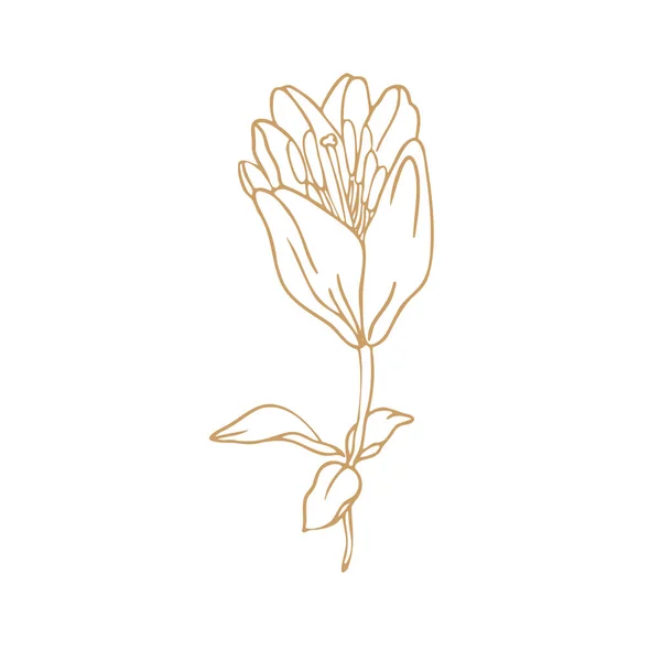 百合花手绘图案 白色背景上的植物载体元素分离 — 图库矢量图片