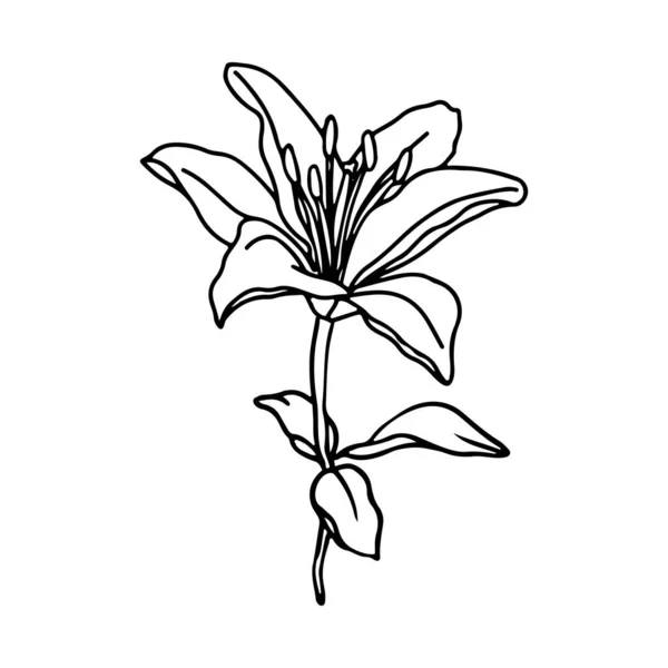 百合花手绘图案 白色背景上的植物载体元素分离 — 图库矢量图片