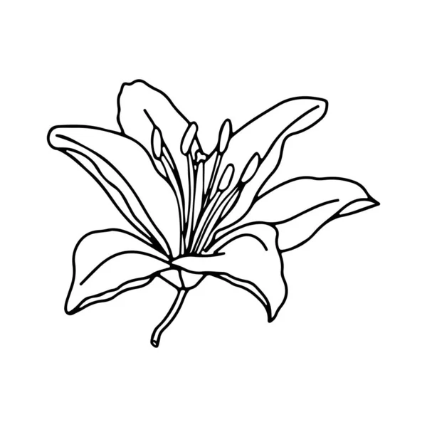 Lily Flor Diseño Dibujado Mano Elemento Vector Floral Aislar Sobre — Vector de stock