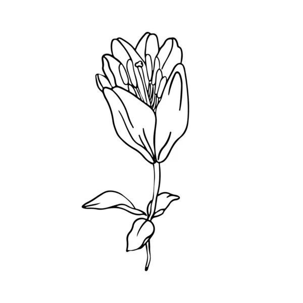 Lily Květiny Ručně Kreslené Design Květinový Vektorový Prvek Izolovat Bílém — Stockový vektor