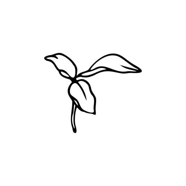 Lily Kwiat Ręcznie Rysowane Projekt Element Wektor Kwiatowy Izolat Białym — Wektor stockowy