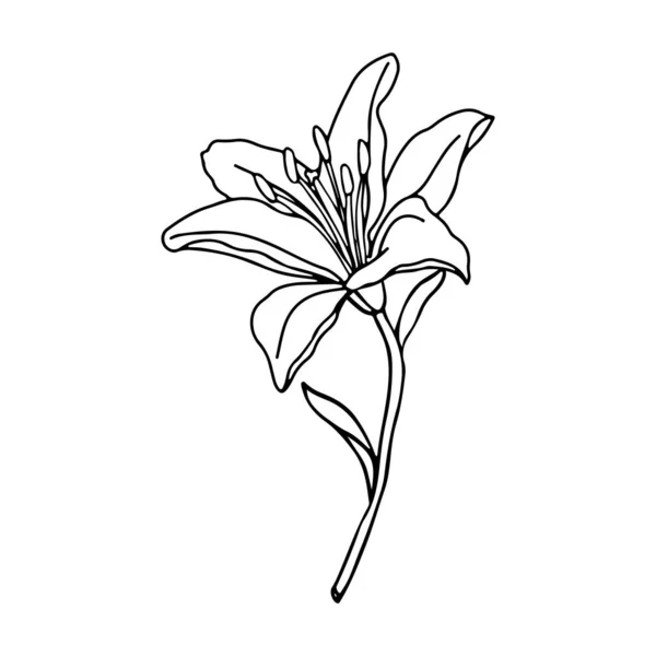 ユリの花の手描きのデザイン 白い背景に隔離された花のベクトル要素 — ストックベクタ