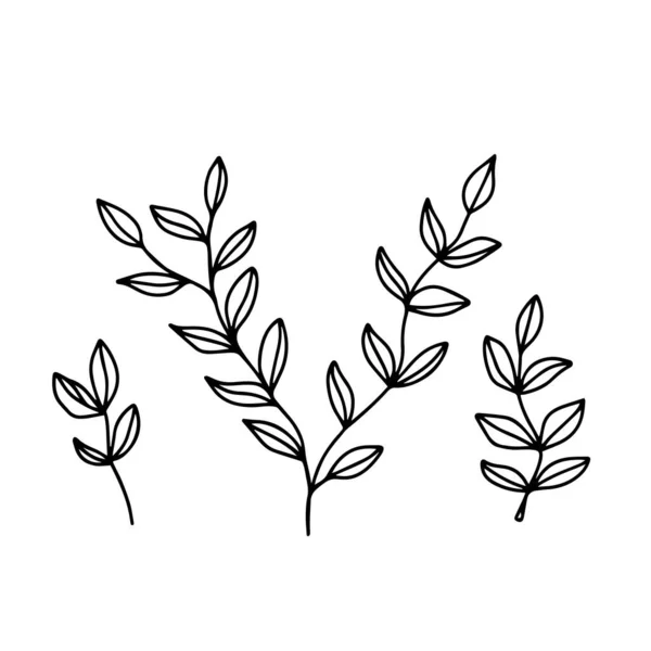 手绘叶子 白色背景上隔离的花卉元素 植物元素装饰和打印的设计 — 图库矢量图片
