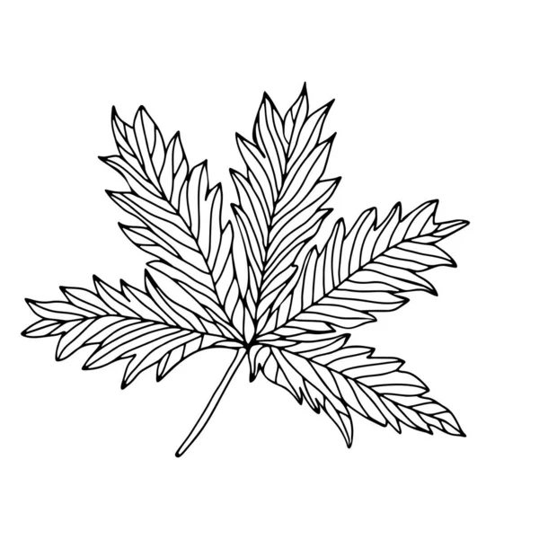 Ручной Рисунок Листья Цветочные Элементы Изолировать Белом Фоне — стоковый вектор