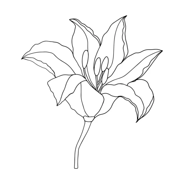 Lily Květiny Ručně Kreslené Design Květinový Vektorový Prvek Izolovat Bílém — Stockový vektor
