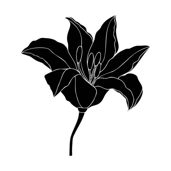 Lily Flor Diseño Dibujado Mano Elemento Vector Floral Aislar Sobre — Archivo Imágenes Vectoriales