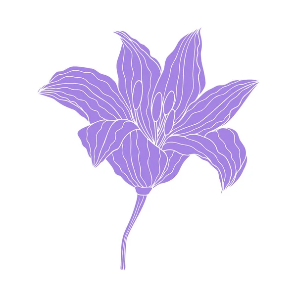 Lily Çiçek Çizimi Tasarım Çiçek Vektör Ögesi Beyaz Arkaplanda Izole — Stok Vektör