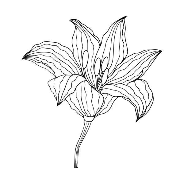 Квіткова Рука Лілії Намальований Дизайн Квітковий Векторний Елемент Ізольовано Білому — стоковий вектор