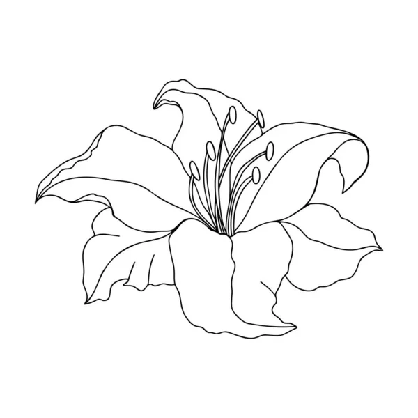 Lily Flor Diseño Dibujado Mano Elemento Vector Floral Aislar Sobre — Vector de stock