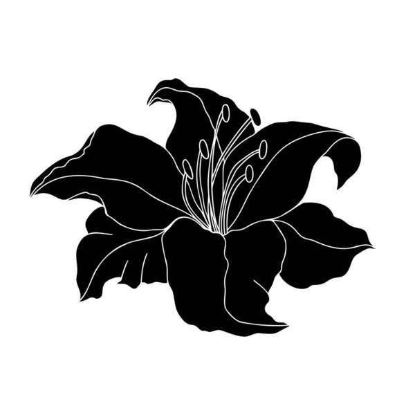 Lily Blume Handgezeichnetes Design Florales Vektorelement Isolieren Auf Weißem Hintergrund — Stockvektor